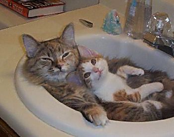 vertrumte Katzenmutti mit Katzenkind im Waschbecken
