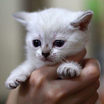 mini cat  looks astonished