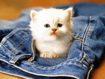 Котенок в джинсы совсем смотрит удивленно